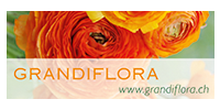 Grandiflora